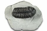 Bargain, Austerops Trilobite - Ofaten, Morocco #287544-5